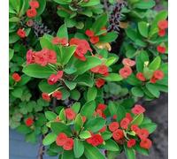 spine di Cristo - Euphorbia milii selvatici balcone coperto decorazioni giardino per esterni semi balcone semi vaso 450pcs