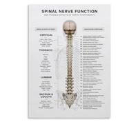Spine Nerve Map Poster Physical Therapist Office Decor Print