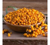 spino giallo di balcone resistente, resistente all'inverno riverdimento dei tetti semi interni semi 800pcs