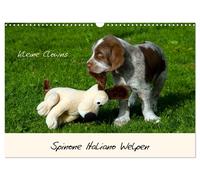 Spinone Italiano Welpen - Kleine Clowns (Wandkalender 2027 DIN A3 quer), CALVEND