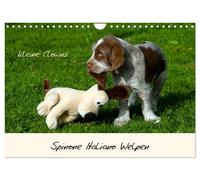 Spinone Italiano Welpen - Kleine Clowns (Wandkalender 2027 DIN A4 quer), CALVEND