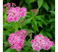 Spiraea salicifolia trepadoras resistenti all'inverno semi di perenne giardino interno letto elevato giardino semi selvatici, semina autunno 300pcs