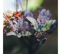 spiral wrack-if we land on water cassett