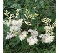 spirea - autunnali giardino facile mantenere raro copertura del con 70semi