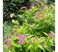 spirea, d'appartamento rara siepi resistenti, giardino, balcone d'appartamento purificatrici d'aria ombra, giardino 420semi