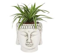 Spirit of Equinox Buddha, Terracotta