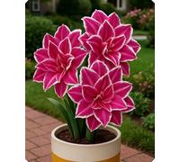 Splendida Amarillide - Crea un’atmosfera accogliente in casa e durante le festività-2bulbi-B