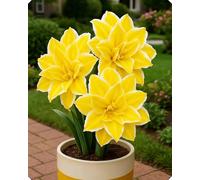 Splendida Amarillide - Crea un’atmosfera accogliente in casa e durante le festività-2bulbi-E