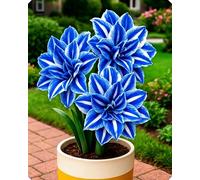 Splendida Amarillide - Crea un’atmosfera accogliente in casa e durante le festività-3bulbi-A