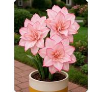 Splendida Amarillide - Crea un’atmosfera accogliente in casa e durante le festività-3bulbi-C