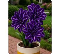 Splendida Amarillide - Crea un’atmosfera accogliente in casa e durante le festività-4bulbi-V