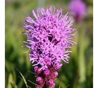 splendidi semi resistenti di carbonizzate, decorazione primavera Il giardino di rocce sono resistenti 300pcs