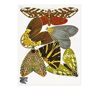 Splendido poster farfalla arte da parete - la bellezza della natura svelata