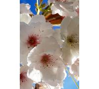 Spring Blossoms: Nature Notebook Journal