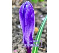 Spring Colors - Purple Notebook: Special Notice Book To Memorize, Draw, Write, Sketch, Paint And Freeze In Pictures All Beautiful Moments Of The Start Of Spring In Purple