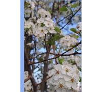 Spring Flowers Hardcover Journal