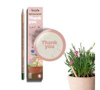 SproutWorld Matite | Thank You Edition | Matite piantabili con semi di fiori | Regalo sostenibile per dire grazie | Confezione da 5 | Legno ecologico