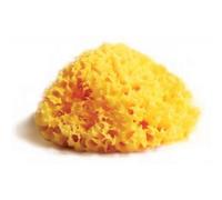 Spugna Nat Medite Lab Atenei12