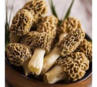 spugnole - balcone resistenti, resistenti al invernale giardino balcone semi di interno 400pcs