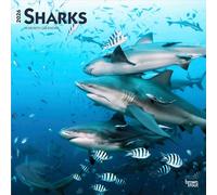 Squali | Calendario da parete quadrato mensile 2026 30,5 x 61 cm da appendere | senza plastica | BrownTrout | Fauna selvatica animali marini pesci