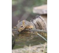 Squirrel Drinking From Fountain: A Journal With A Squirrely Quenching It's Thirst