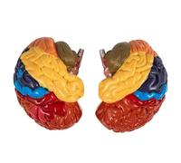 Srliya Modello di Cervello Umano Smontato Colorato da 2 Pezzi per L'apprendimento Pratico, Modello di Cervello Educativo per la Promozione Dell'istituto Medico