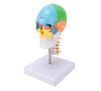Srliya Modello di Cranio Colorato 1/2 con Cervello e Colonna Vertebrale Cervicale Modello Didattico di Cranio Umano per Visualizzazione Educativa