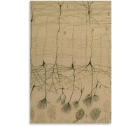 SSLDP LFHLI Disegno Neuron Santiago Ramon y Cajal Poster Arte murale Vintage Neuroscienze Pittura e Stampe Home Décor Immagine 50x70cm Senza Cornice