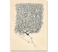 SSLDP LFHLI Poster e Stampe del Disegno del neurone di Santiago Ramon Y Cajal, Dipinto su Tela, Decorazione da Parete, 50x70 cm, Senza Cornice.