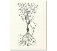 SSLDP LFHLI Poster e Stampe del Disegno del neurone di Santiago Ramon Y Cajal, Dipinto su Tela, Decorazione da Parete, 50x70 cm, Senza Cornice.