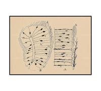 SSLDP LFHLI Santiago Ramon y Cajal Neuron Disegno Poster Arte murale retrò Neuroscienze Pittura e stampe Decorazione casa 50x70cm Senza cornice