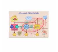 SSOPTMCB Mitochondria Powerhouse Cell Process Poster Canvas Wall Decor Science Classroom Art for Teen Room College Dorm Library(Unframed,08x12inch(20x30cm))