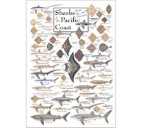 SSOPTMCB Sharks Skates Rays & Chimaeras of the Pacific Coast Poster, Marine Biology Educational Chart, Vintage Wall Art for Classroom Office Living Room Decor(Unframed,16x24inch(40x60cm))