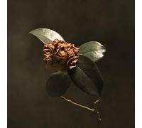 St. Paul & The Broken Bones Young Sick Camellia (CD) Album