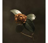 St. Paul & The Broken Bones Young Sick Camellia (CD) Album