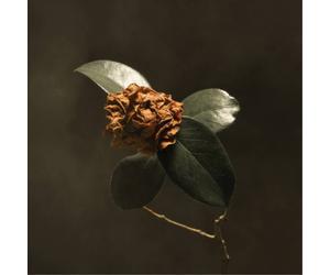 St. Paul & The Broken Bones Young Sick Camellia (CD) Album