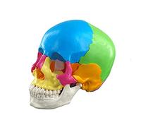 Staccabile 4D Smontato Colore Anatomia Modello Del Cranio Strumento Apprendimento A Grandezza Naturale Modello Anatomico Strumento Didattico