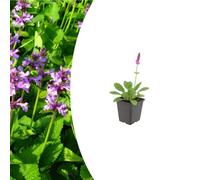 Stachys mon. 'Hummelo' | 12 pezzi - 10-25cm - Ø9cm - Pianta da giardino