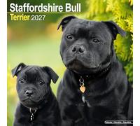 Staffordshire Bull Terrier 2027 Calendar | Square Wall Calendar | Dog Breed Gift | Plastic Free Packaging | by Avonside Publishing
