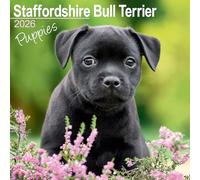 Staffordshire Bull Terrier Puppies 2026 Calendar | Square Wall Calendar | Dog Breed Gift | Plastic Free Packaging | by Avonside Publishing