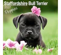 Staffordshire Bull Terrier Puppies 2027 Calendar | Square Wall Calendar | Puppy Gift | Plastic Free Packaging | by Avonside Publishing