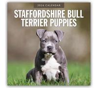 Staffordshire Bull Terrier Puppies - Staffordshire Bullterrier Welpen 2026 - 16-Monatskalender: Original Red Robin Publishing Ltd-Kalender [Mehrsprachig] [Kalender]