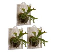 Staghorn Fern Mounting Board, Vertical Hanging Plant Holder Set, Decorative Wall Mounted Orchid Planter , Breathable Fiber Plant Container Frame Design, Display Decor System, for Balcony Porch