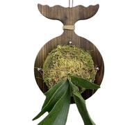 Staghorn Wall Mount, Fern Holder Board, 11.02x7.87x0.67 Inches Wooden Mounting Base, Space-Saving Planter Hanger for Indoor Garden Home Decor Use, Dorm, Balconies, Natural Wood