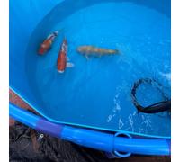 Stagno per pesci fuori terra, rotondo, in tela, per acquari Koi/Goldfish Tank flessibile con telaio robusto, grande acquario 1,2 x 1 m, per giardini acquatici sul retro (nero)