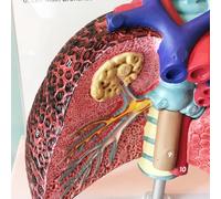 Stakee Modello di Polmone Umano, Modello Anatomico del Respiratorio, Modello di Polmone a Grandezza Naturale, Modello Anatomico del Polmone per Strumento Didattico di Visualizzazione E