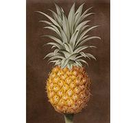 STAMPA ARTE-su-opaco-carta-220gr- Ananas Brookshaw George - Cibo verticale Immagine cucina frutta e verdura Stampa d'arte 20_X_14_in