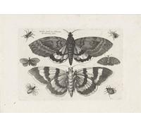 Stampa artistica antica con incisione a farfalla - Wall Art vintage -...