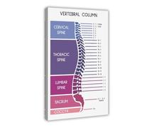 Stampa artistica da parete con colonna vertebrale umana, anatomia, poster medico, biologia, decorazione artistica da parete per soggiorno e camera da letto, 50 x 75 cm
