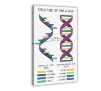 Stampa artistica da parete con struttura del DNA e RNA, biologia, medicina, materiale scolastico, decorazione artistica da parete per soggiorno e camera da letto, 30 x 45 cm